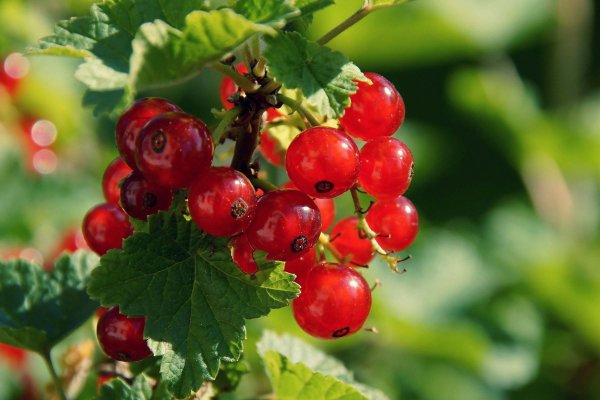 Кракен сайт kr2web in