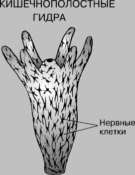 Кракен маркетплейс kr2web in